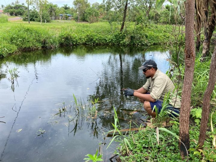 keeping cane toads out of Torres Strait