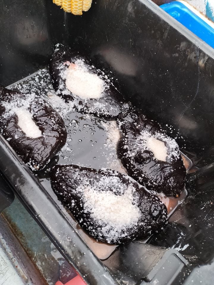 Black Teatfish