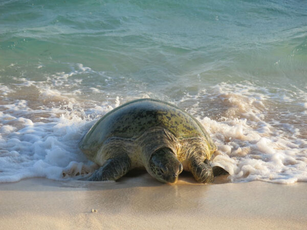 Dugong and Turtle Management Project | TSRA