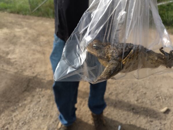 Cane toad found on Saibai in the Torres Strait region