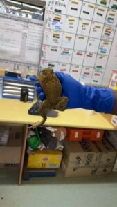 Cane toad documented on Saibai Island in the Torres Strait Region