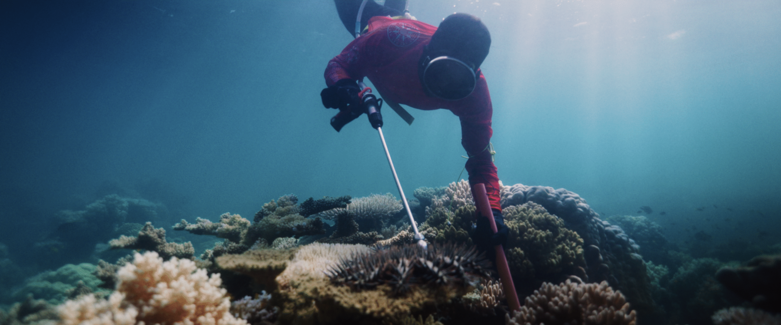 Torres Strait Islander diver destroys a crown-of-thorns starfish in the northernmost part of Australia's Great Barrier Reef