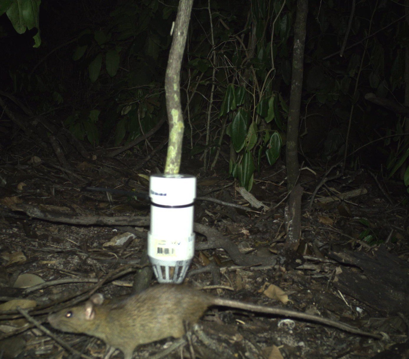 Nighttime photo of bait and a black rat on Warul Kawa in the Torres Strait region.