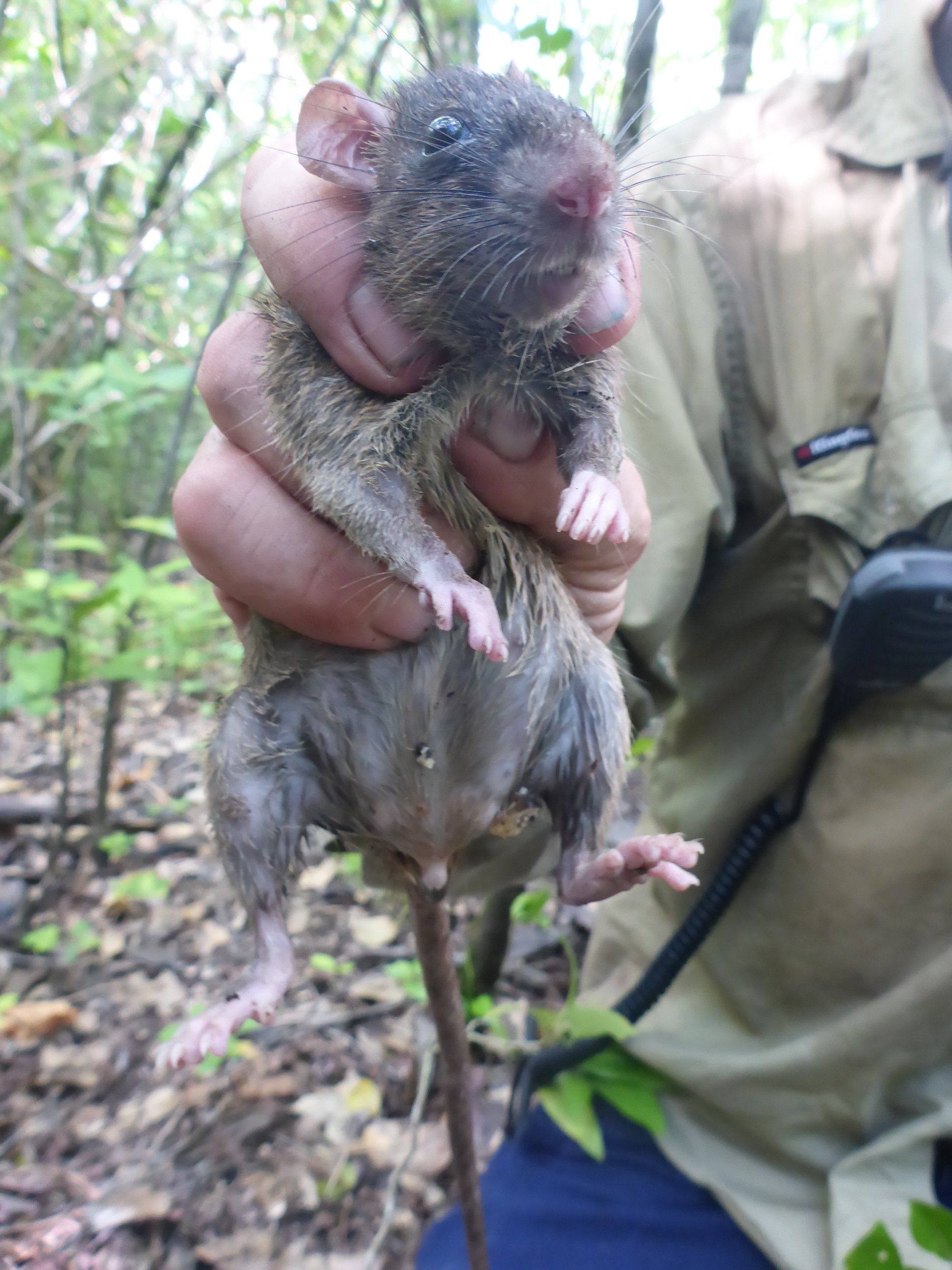 Close up of a TSRA Ranger safely holding an invasive black rat in the Torres Strait region.