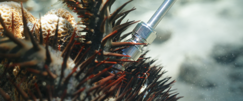 Crown-of-Thorns Starfish in Torres Strait waters.