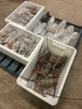 Tropical Rock Lobster processed and ready for shipping