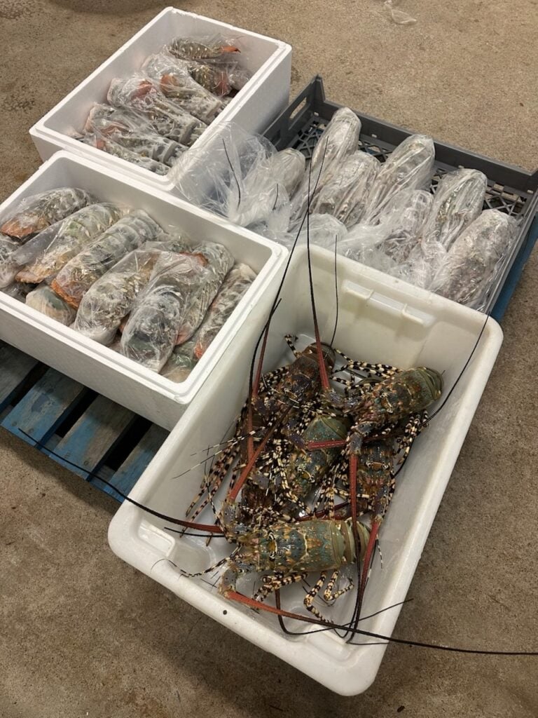 Tropical Rock Lobster processed and ready for shipping